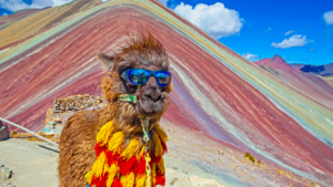 A llama with sunglasses and a scarf on its head, standing in front of Rainbow Mountain Peru, Vinicunca